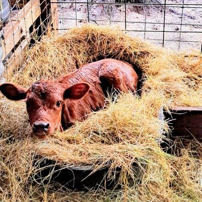 Small farmer. Coast Guard mom. Mom of a young daughter. Small town proud. No DMs. 100% MAGA!!!