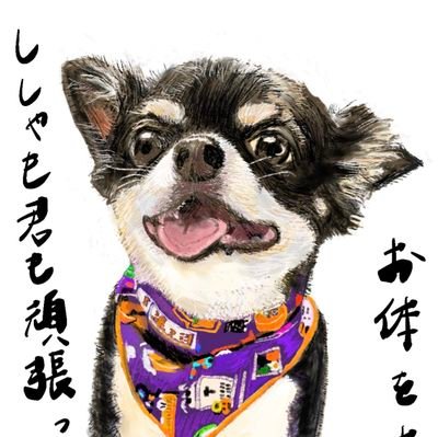 空とししゃも🐕”が大好き(つω`*)
ししゃも9歳♂٩(´･ω･`)و
令和5年5月5日ピモバハート投薬開始💊
ヘッダー  @dejimadaihakken  ちゃん🐕🐾
アイコン @oooohanamaru  さん🐕🐾
#チワワ  #犬好きさんと繋がりたい #イマソラ＃僧帽弁閉鎖不全症