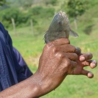 Aquaculture Uganda(@AquacultureUG) 's Twitter Profile Photo