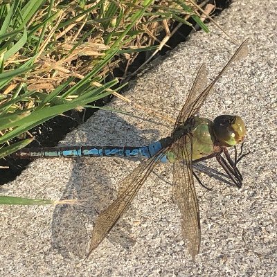 sayinghello123's profile picture. To see stuff from Grandee