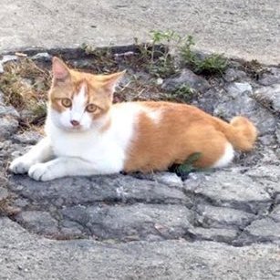 „Ein Staatsdefizit ist nichts anderes als ein Überschuss im Privatsektor.“
Warren Mosler
Katze und Loch korrelieren, don't blame the cat!
They/them
