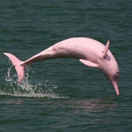 Dauphin_Furieux's profile picture. Diseur de trucs