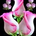 شِرَوَقً (@sirawaqa244403) Twitter profile photo شِرَوَقً (@sirawaqa244403) Twitter profile photo