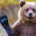 Blue Bear (@bluebear324122) Twitter profile photo Blue Bear (@bluebear324122) Twitter profile photo