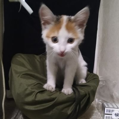 staryivolocuga's profile picture. Познаю мир животных