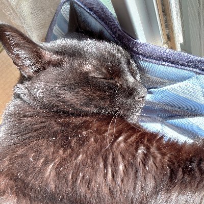 愛猫、懸賞、ポイ活😸初心者ですが、宜しくお願い致します。気軽にフォローお願いします!
#daiの当選報告
