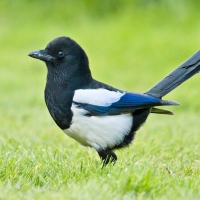 70s_Magpie Profile Picture