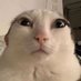 Mr.Catito (@guaximr) Twitter profile photo Mr.Catito (@guaximr) Twitter profile photo