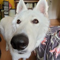 Orphée 🦤 (@orpheelmtt) 's Twitter Profile