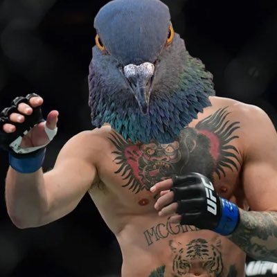 Conor mcgregor + Pigeon