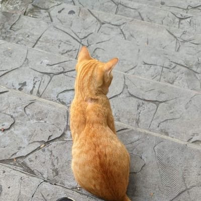 sphinxilla's profile picture. 