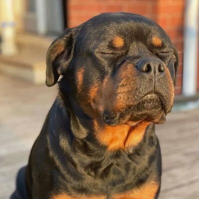 👉 Welcome To @Rottie_lovers10

🐕 We Share Daily #Rottweiler Content
👉Follow Us If You Really Love Rottweiler