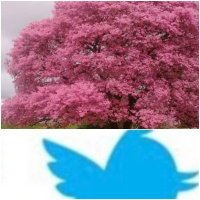 Lapacho (@lapacho57876443) 's Twitter Profile