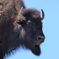 Wilf The Bison (@bisonwilf) 's Twitter Profile Photo