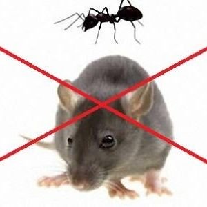 شركة رواد المكافحة لمكافحة الحشرات بالرياض
أفضل شركة مكافحة حشرات بالرياض
مكافحة الفئران والنمل والصراصير
مكافحة الوزغ وبق الفراش