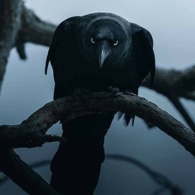 dobrescuvlad2's profile picture. 