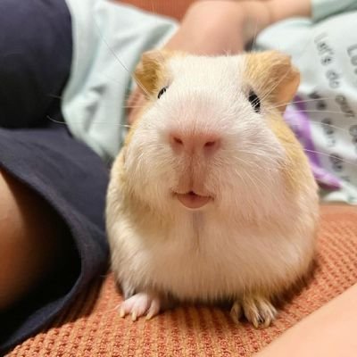 we have adorable pets for adoptions and for sale