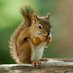 Snarky Squirrel 💙 Democracy! (@SquirrelScrambl) Twitter profile photo