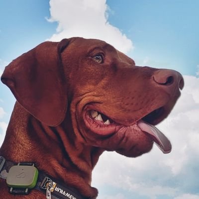 Come! Adventures await. Explore national parks, historic sites, and more with intrepid pup #vizslas Tavish and Yonder and their award-winning blog.