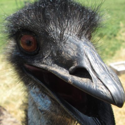 DjinnAndTonic_'s profile picture. 1A 2A 
Carnivore Diet
Brit living in the USA 🇺🇸 🇬🇧 🇮🇪 🇮🇱
Once is happenstance. Twice is coincidence. Three times is enemy action.