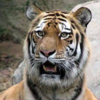 catatonic (@mybuac) 's Twitter Profile