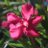 KhojalyFlower's profile image