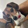 LolaPatolla's profile picture. I’m a sweet & sassy beagle girl. I play hard & love harder. Co-owner of Rescue Coop, a 501c non-profit w/ mom. We save pups! PayPal & Venmo @rescuecoop