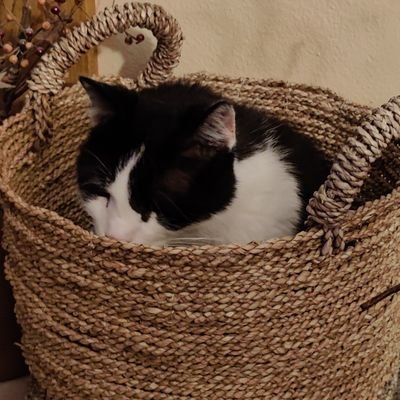 TakaSama64's profile picture. 🧡🐔💀❤️  🔍🔱🐙