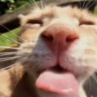 Ana M (@etherealavendar) 's Twitter Profile