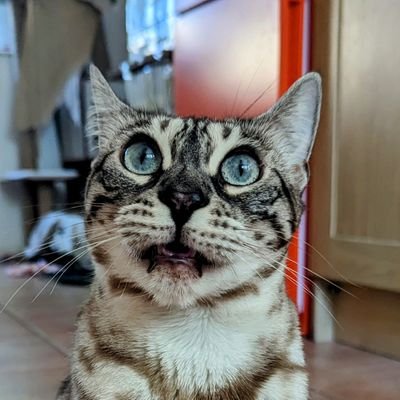 BlitzwingBengal Profile Picture