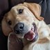 DaveDogFacedBoy 🐶 ✌️ (@davedogfacedboy) Twitter profile photo DaveDogFacedBoy 🐶 ✌️ (@davedogfacedboy) Twitter profile photo