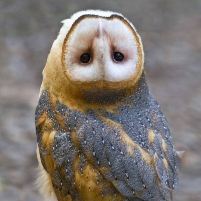 TheDerpyBarnOwl Profile