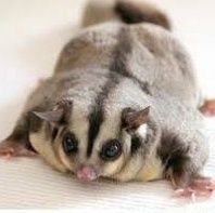 hi!!!1
say gex enjoyer