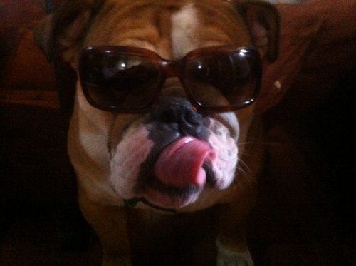 Romathebulldog's profile picture. 