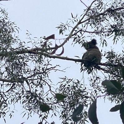 Wildlife immunology and pathobiology. PhD candidate @Sydney_Uni investigating predictors of health and disease in the northern Australian Koala 🐨