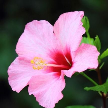 hibiscus_ehon's profile picture. 大学時代はオーストラリアで1年、その後スイスのジュネーブで4ヵ月半過ごす。
児童文学作家をめざしています🌿
2021年春からメルカリ→#ハイビスカス絵本
で中古の美品絵本や児童書を中心に販売。
ノート📒
https://t.co/tcy6zB9K2v