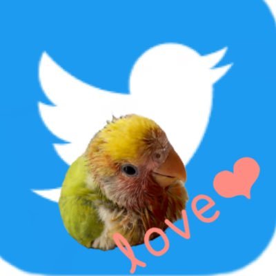 「あおっこ」🐦💕👑🐃に会いたいよさんのプロフィール画像