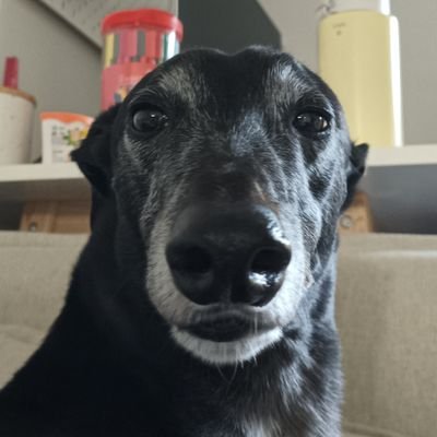 sporty_steve's profile picture. Long time listener first time caller