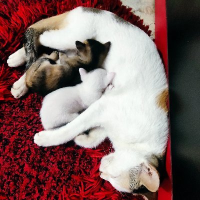 Sristy71's profile picture. Ok