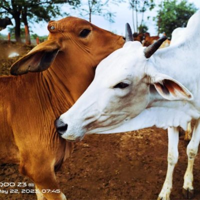 ANTYODAYA - A New Beginning at Hopeless End, Dusk to Dawn. Our MISSION: Rescue old, barren, sick Desi Cows from slaughter, and provide a new Life with Dignity.