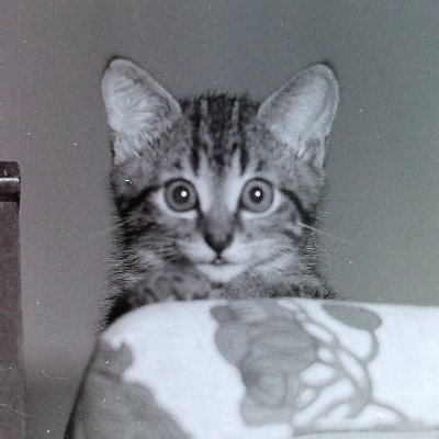 I am a long-dead Jedi kitten. More powerful than when I was alive.