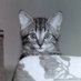 Pixie Wan Kanobi (@pkanobi) Twitter profile photo
