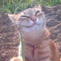 Alex McСlane (@alexzander4303) 's Twitter Profile