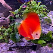 “Aquatic Concepts” Is an official channel on “The Planted Aquarium and Aquascaping Ideas” Our Videos Will teach you how to build your aquarium and Maintain it.