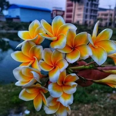 AshanH62286's profile picture. 