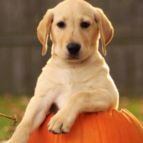 cjarment's profile picture. 