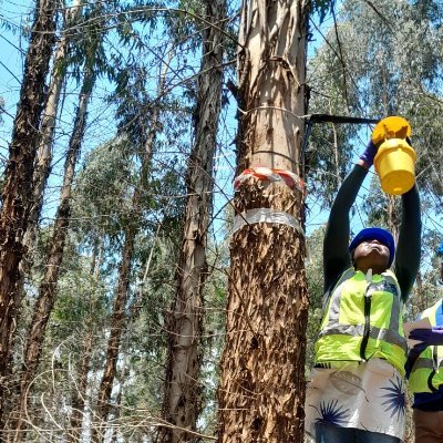 Olabimpe_Olaide's profile picture. Organic chemist, Chemical ecologist, PhD Entomology
Unraveling the secrets of insect communication | Advocate for One Health and Sustainability 🌏🐛🌱🦓