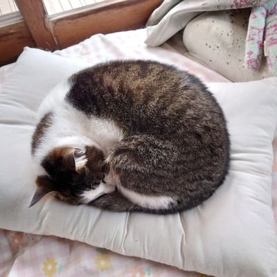 xyz7550012884's profile picture. Ｘ難しい！眠くなる　　普段ポストしてない人からのDMは削除します　LINE交換はお会いした人だけ　ポケモンGO