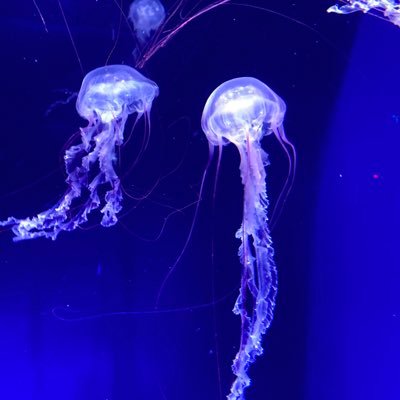 VoGEL_0825's profile picture. 