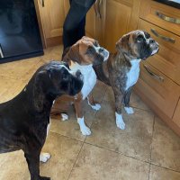 Sue 🏴󠁧󠁢󠁥󠁮󠁧󠁿& the boxer kids (@suewill20534223) Twitter profile photo